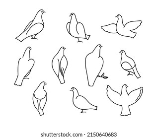 Set of linear doves, decorative pigeon. Minimalistic birds