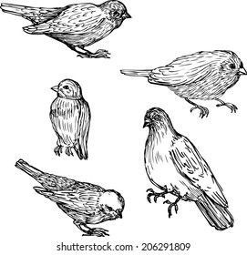 set of linear drawing birds, hand drawn vector illustration