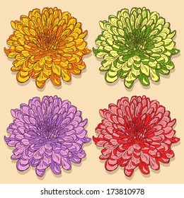set of linear drawing chrysanthemums with different colors, vector illustration