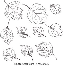 set of linear drawing leaves, hand drawn vector illustartion