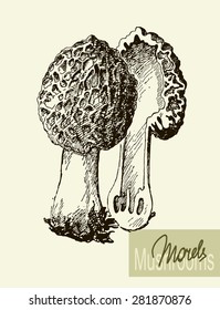 Set of linear drawing mushrooms, vintage vector illustration.  Vintage graphic.  Morel mushrooms.