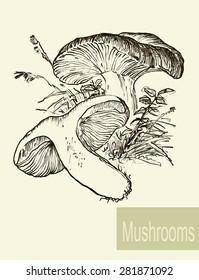 Set of linear drawing mushrooms, vintage vector illustration.  Vintage graphic.  