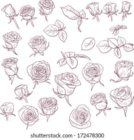 set of linear drawing roses, vector illustration