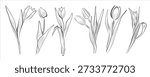 Set of linear drawings of tulip flowers. Minimalistic vector illustration.