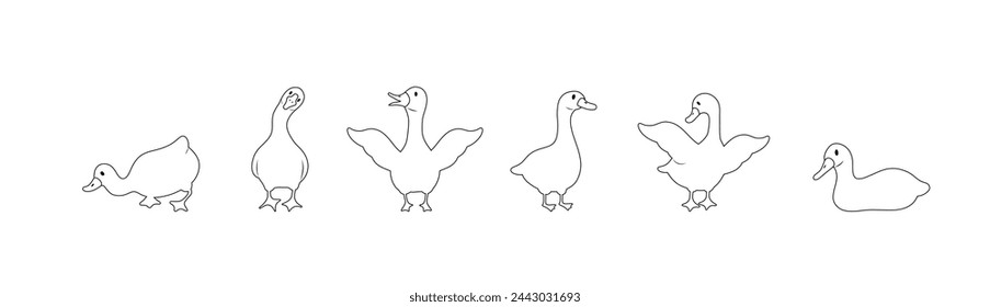 Set of linear gooses silhouette. Domestic and wild ducks on white background. Agriculture birds on farm. Rural wildlife. Hand drawn print. Vector illustration in flat style.