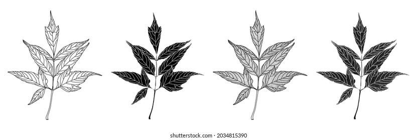 Set of linear graphics and silhouettes of ash-leaved maple leaves on white background. Vector illustration. Decorative elements for card, invitations, banners, posters, prints.