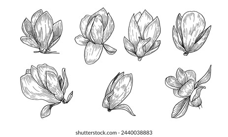 Set of linear hand-drawn illustrations of magnolia flowers, botanical drawings of spring magnolia flowers in style of a black sketch, For  design and decoration of wedding invitations and postcards