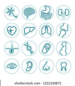 Set of linear icons - organs or specialties of medicine - health, business, internet, web design