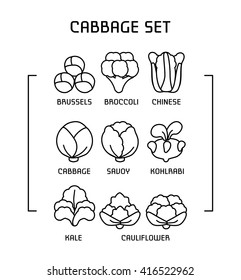 Set of linear icons with varieties cabbage.