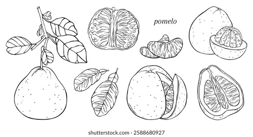 Set of linear illustrations with different pomelo elements and leaves. Vector hand drawn illustration. For prints, textiles, stickers, gift wrap and more.