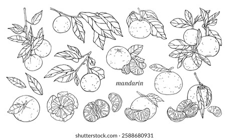 Set of linear illustrations with different tangerines and leaves. Vector hand-drawn illustration. For prints, textiles, stickers, gift wrapping.