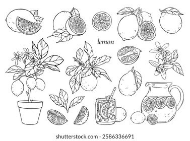 Set of linear illustrations with lemons, lemonade, lemon tree. Vector hand drawn illustration.