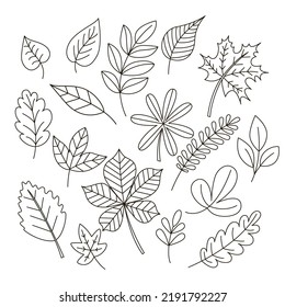 Set of linear  leaves, doodle style. Vector lineart image, black hand drawn autumn leaf, expanded stroke, isolated on white. Collection of leafy elements for design.