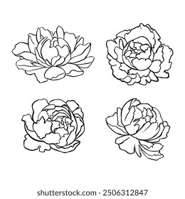 Set of linear outline peonies vector