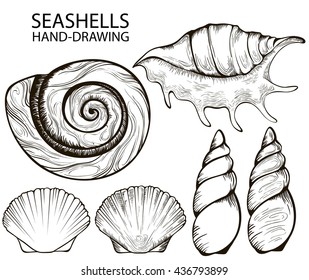 a set of linear outline of seashells isolated on white background. shells silhouettes. stock vector