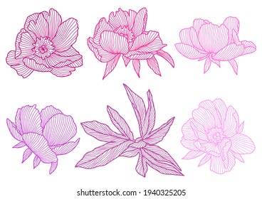 Set of linear peonies. Beautiful decorative summer flowers.