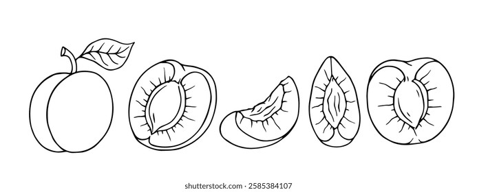 Set of linear sketches of apricot and seasonal fruit pieces. Vector graphics.