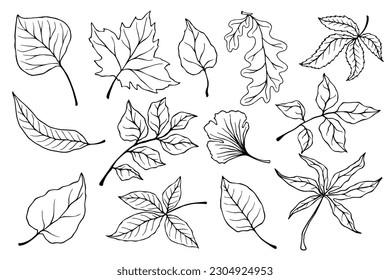 Conjunto de esbozos lineales de hojas de otoño.Gráficos vectores.