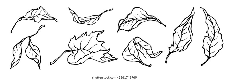 Conjunto de esbozos lineales de hojas de otoño.Gráficos vectores.