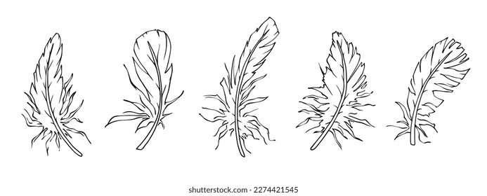 A set of linear sketches of a bird feather.Vector graphics.	