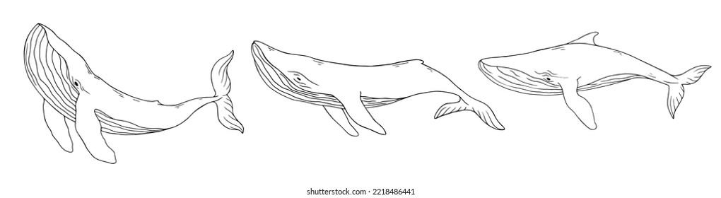 Set of linear sketches of blue whale aquatic mammals. Vector graphics.