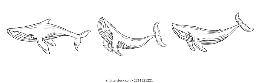 Set of linear sketches of blue whale aquatic mammals. Vector graphics.	