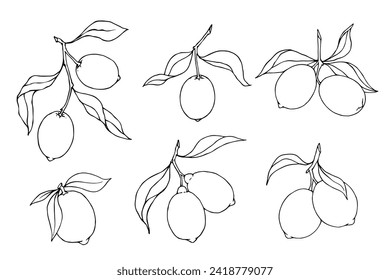 Set of linear sketches of citrus fruit lemon.Vector graphics.