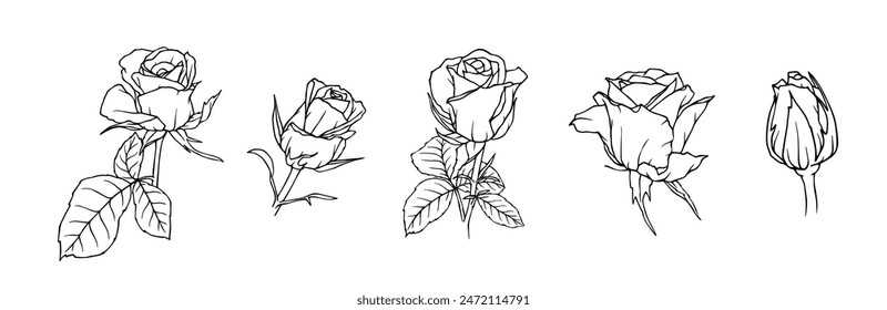 A set of linear sketches, contours of flowers and rose buds. Vector graphics.