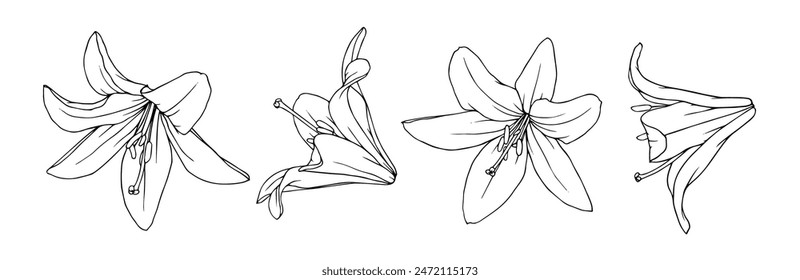 Un conjunto de bocetos lineales, contornos de flores y capullos de lirio. Vector gráfico.