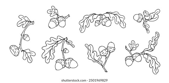 Set of linear sketches, contours of oak branches with acorns. Decorative vector graphics.