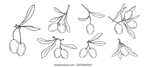 Un conjunto de bocetos lineales, contornos de ramas de oliva con bayas.