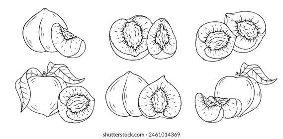 Un conjunto de bocetos lineales, contornos de un melocotón y trozos de fruta. Vector gráfico.