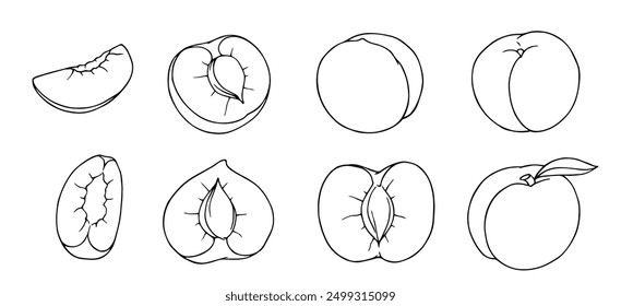 Set of linear sketches, contours of peach fruits. Vector graphics.