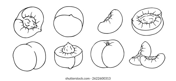 Set of linear sketches, contours of peach and pieces of summer fruit. Vector graphics.