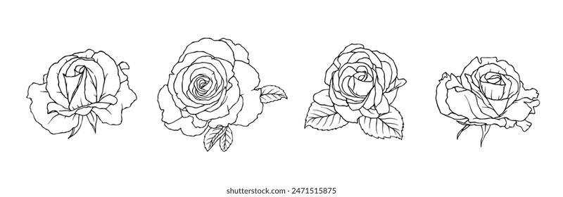 A set of linear sketches, contours of rose flowers. Vector graphics.