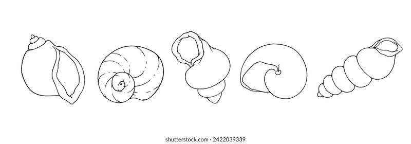 Set of linear sketches, contours of sea shells. Vector graphics.