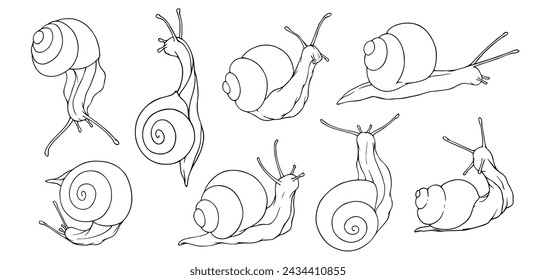 Set of linear sketches, contours of snails. Vector graphics.