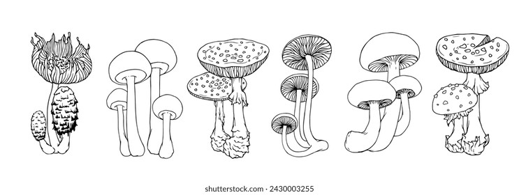 A set of linear sketches, doodles of forest mushrooms, toadstools, fly agarics. Vector graphics.