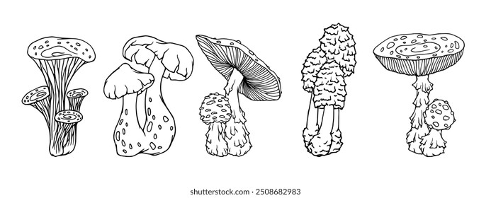 Set of linear sketches, doodles of forest mushrooms-toadstools. Seasonal botanical elements. Vector graphics.