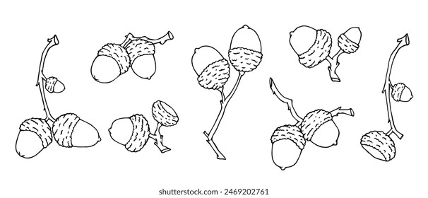 Un conjunto de bocetos lineales, garabatos de ramas de roble con bellotas.