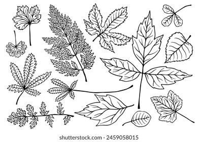 Set of linear sketches, doodles of various leaves. Outline of botanical elements.Vector graphics.