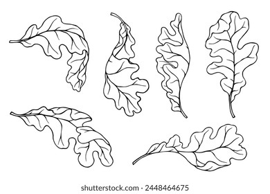 Set of linear sketches of dry, autumn oak leaves.Vector graphics.