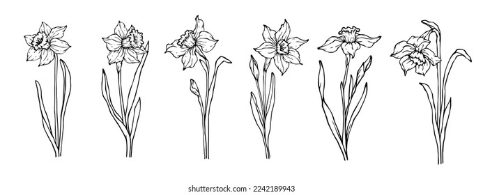 Set of linear sketches of flowers and buds of spring narcissus.Vector graphics.