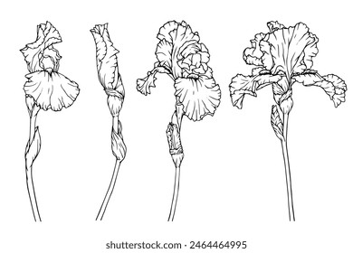 Set of linear sketches of iris flowers and buds.Vector graphics.