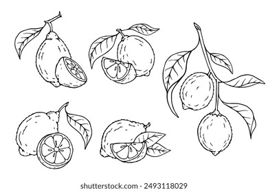 Conjunto de bocetos lineales de limones y trozos de cítricos.Gráficos de Vector.