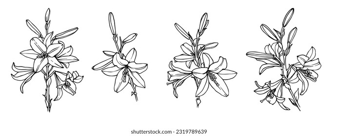 Set of linear sketches of lily flowers and buds.Vector graphics.