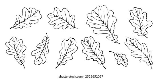 Set of linear sketches, oak leaf outlines.
Vector graphics.