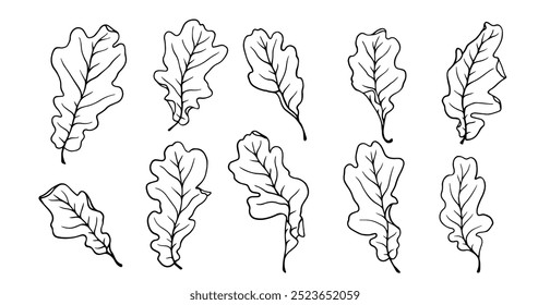 Conjunto de esboços lineares, contornos de folhas de carvalho.
Gráficos vetoriais.