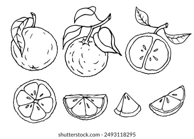 Conjunto de bocetos lineales de piezas de naranja y cítricos.Gráficos de Vector.