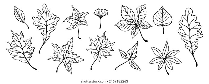 A set of linear sketches and outlines of leaves. Vector graphics.